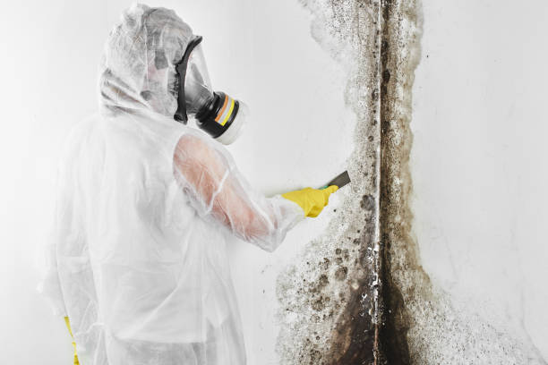 Best Affordable Mold Removal  in North Yelm, WA