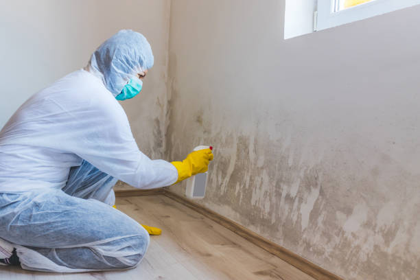 Best Attic Mold Removal  in North Yelm, WA