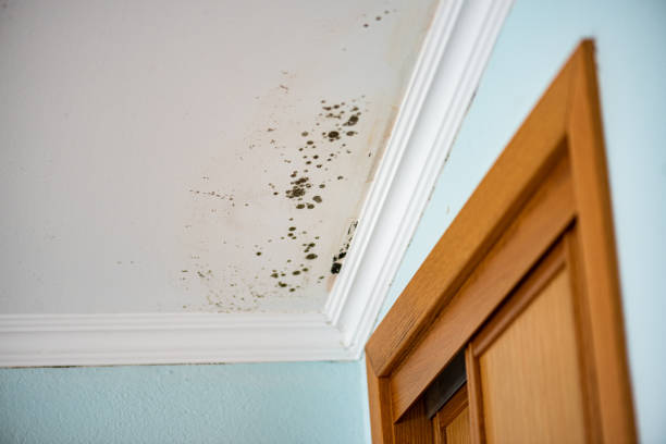 Best Mold Remediation Experts  in North Yelm, WA