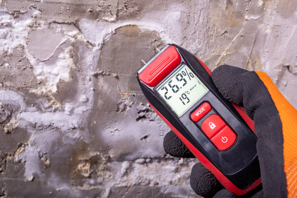 Best Same-Day Mold Removal  in North Yelm, WA