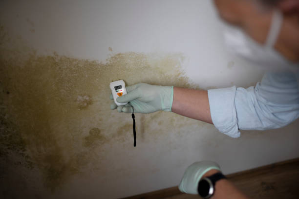 Best Mold Testing and Removal  in North Yelm, WA