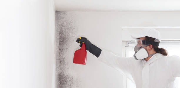 Best Best Mold Removal Companies  in North Yelm, WA