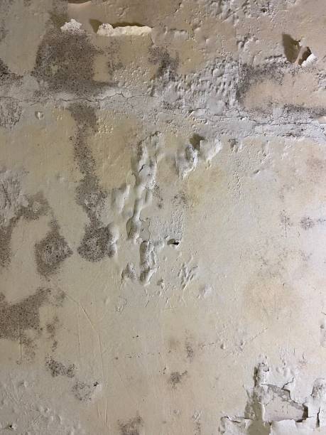 Best Local Mold Removal Service  in North Yelm, WA