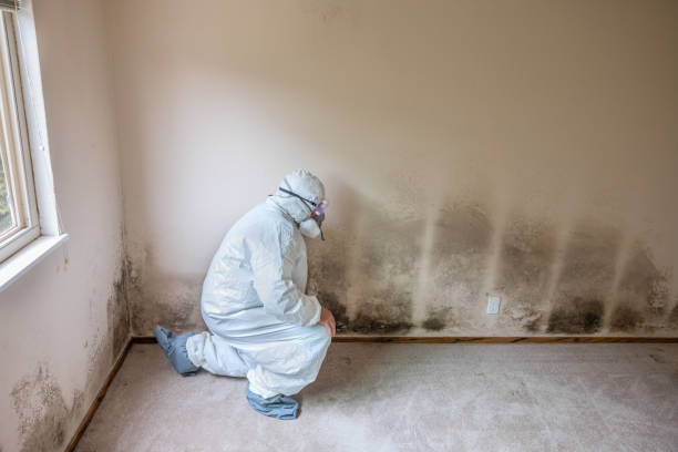 Best Toxic Mold Removal  in North Yelm, WA