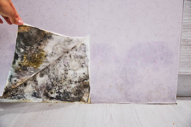 Best Mold Testing  in North Yelm, WA